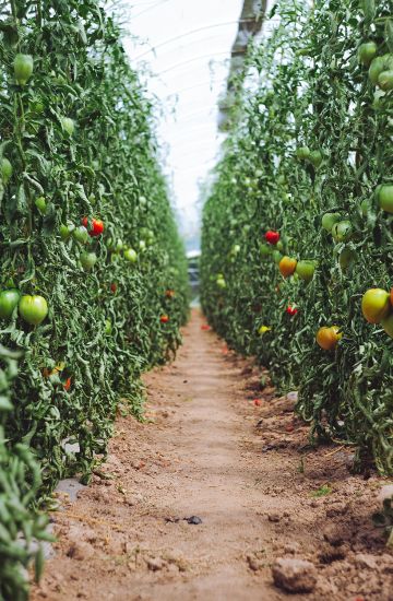 greenhouse construction company