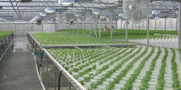 Greenhouse Renovation Company